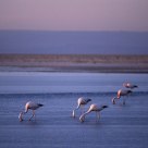 Flamingos at feed at Laguna Chaxa, Atacama Desert